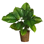 Fleurs, plantes et arbres